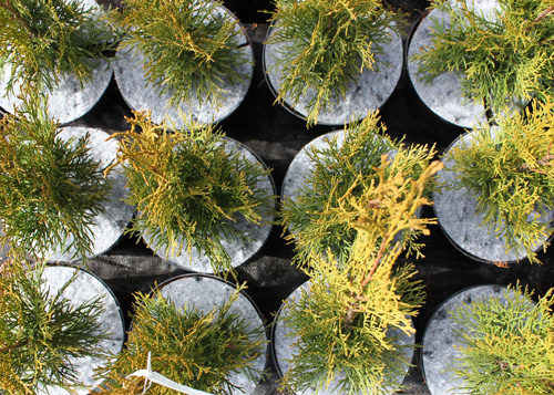 Krążki filcowe do doniczek tj. dyski, krążki doniczkowe z włókniny przeciw chwastom, do stosowania w szkółkarstwie i ogrodnictwie