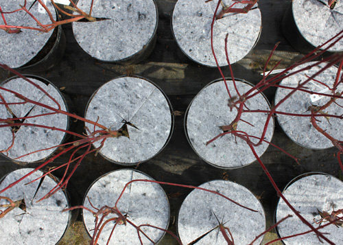 Krążki filcowe do doniczek tj. dyski, krążki doniczkowe z włókniny przeciw chwastom, do stosowania w szkółkarstwie i ogrodnictwie